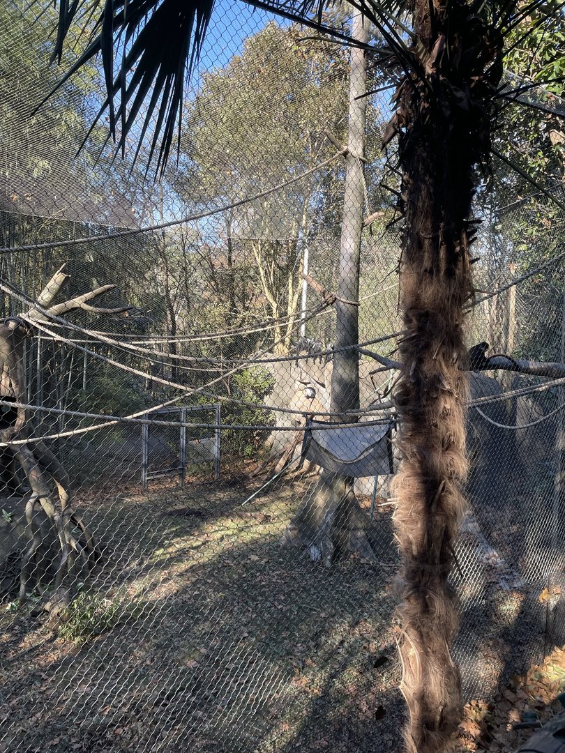 Zoo Atlanta- Angolan Colobus & Red-tailed Guenon Exhibit