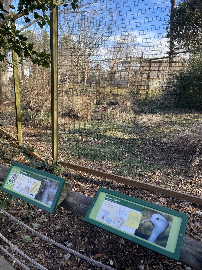 Zoo Atlanta- Blue Crane and Kori Bustard Exhibit