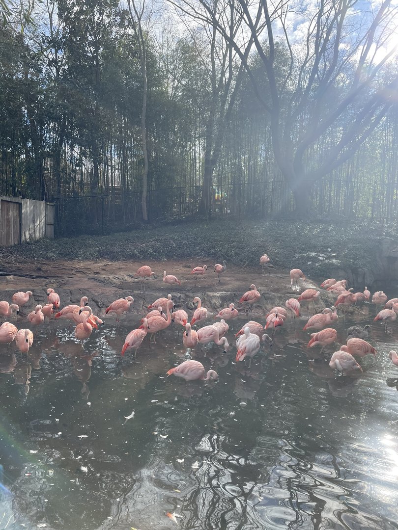 Zoo Atlanta- Chilean Flamingo Exhibit