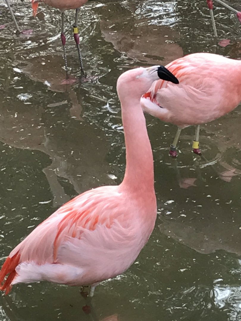 Zoo Atlanta-Chilean flamingo