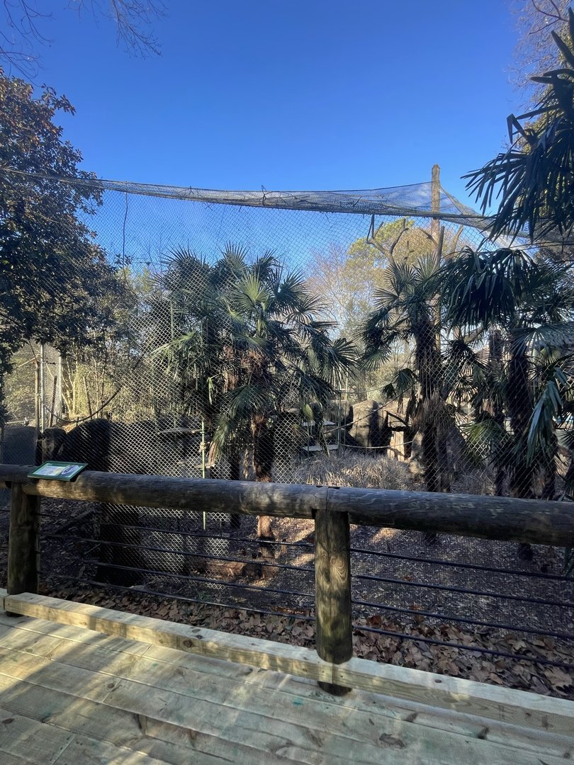 Zoo Atlanta- Drill & Wolf’s Guenon Exhibit