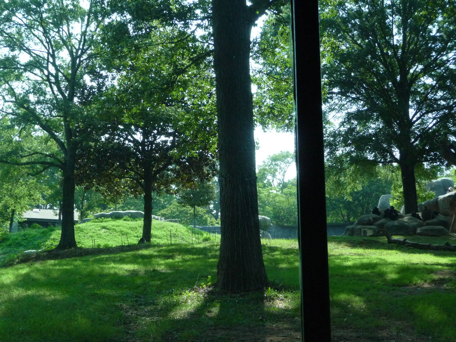 Zoo Atlanta - Gorilla Exhibit