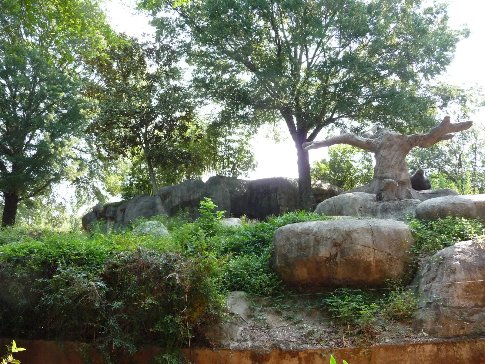 Zoo Atlanta - Gorilla Exhibit