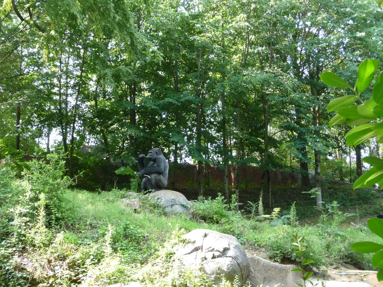 Zoo Atlanta - Gorilla Exhibit