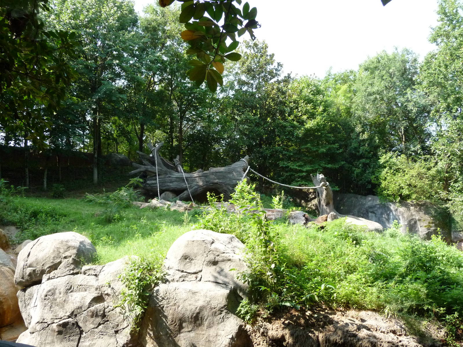 Zoo Atlanta - Gorilla Exhibit