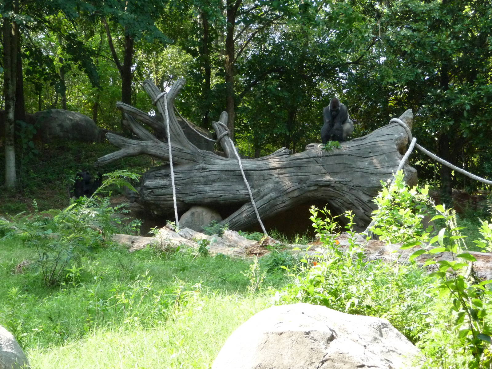 Zoo Atlanta - Gorilla Exhibit