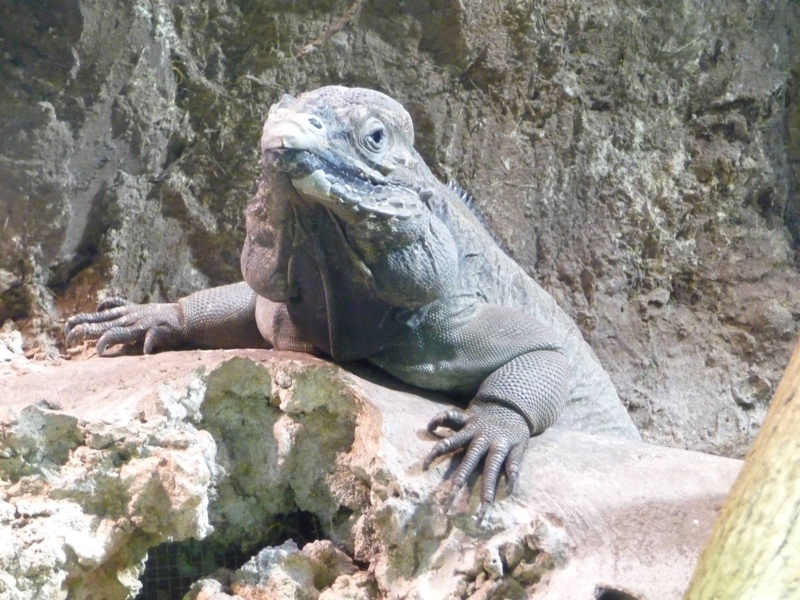 Zoo Atlanta - Iguana