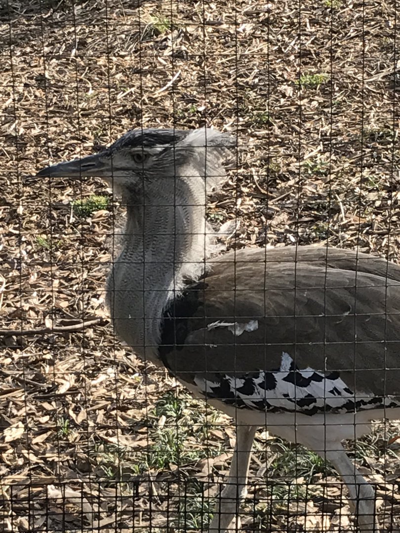 Zoo Atlanta-Kori bustard