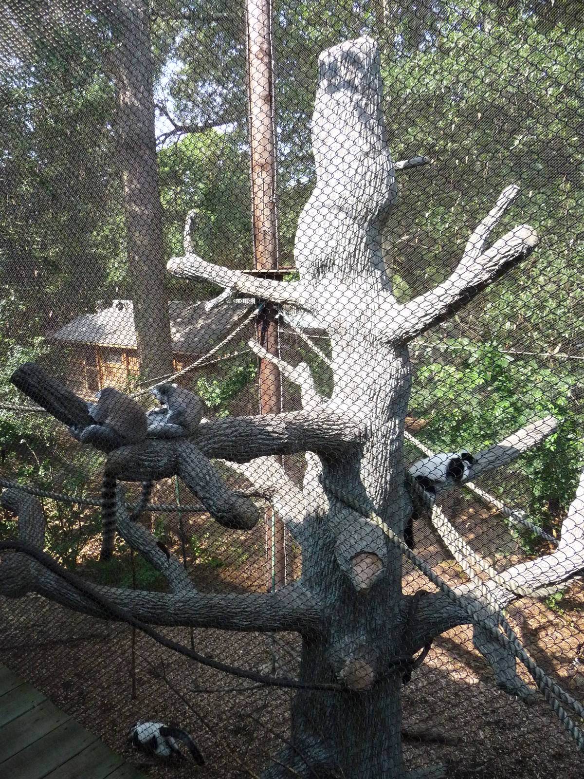 Zoo Atlanta - Lemur Exhibit