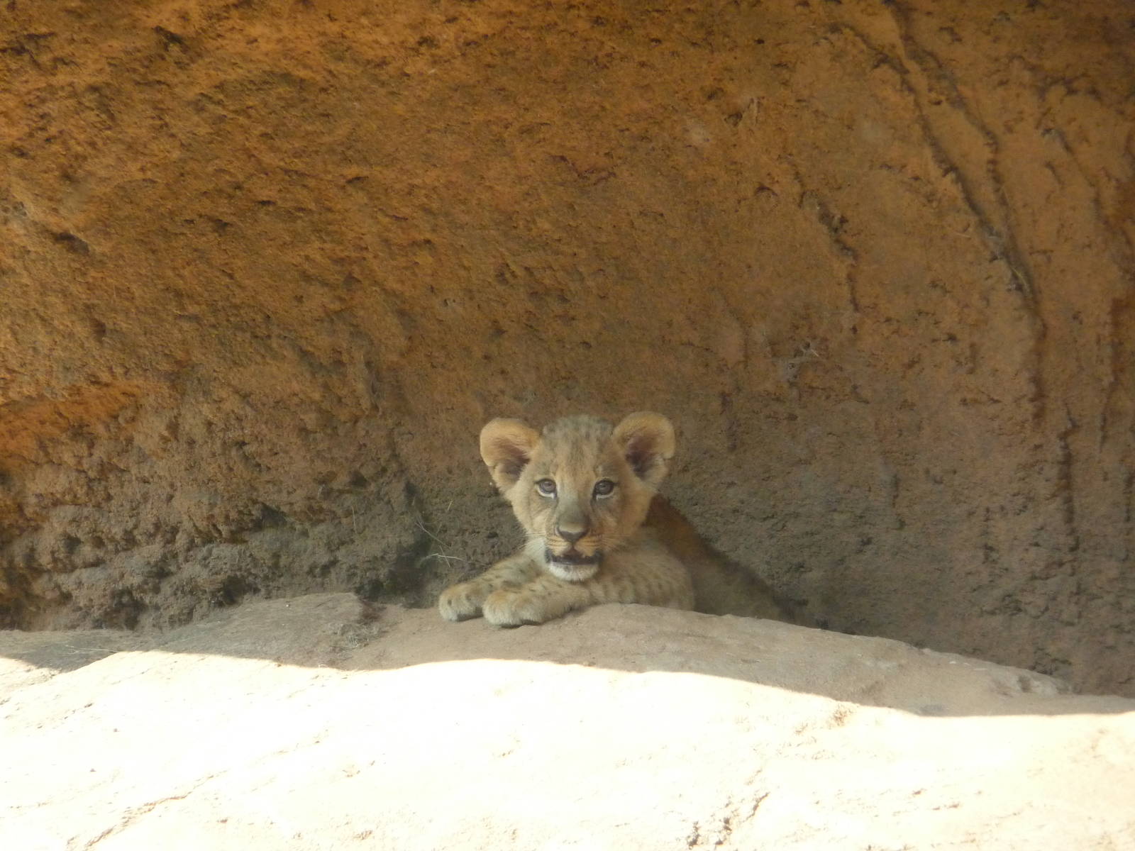 Zoo Atlanta - Lion Cub