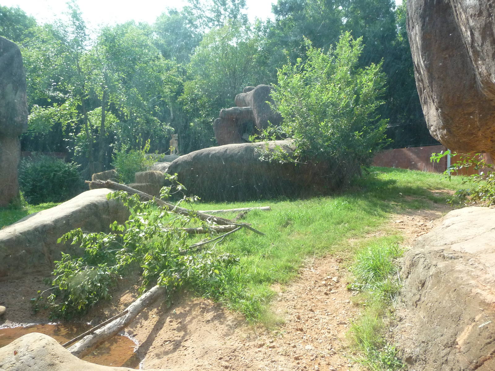Zoo Atlanta - Lion Exhibit