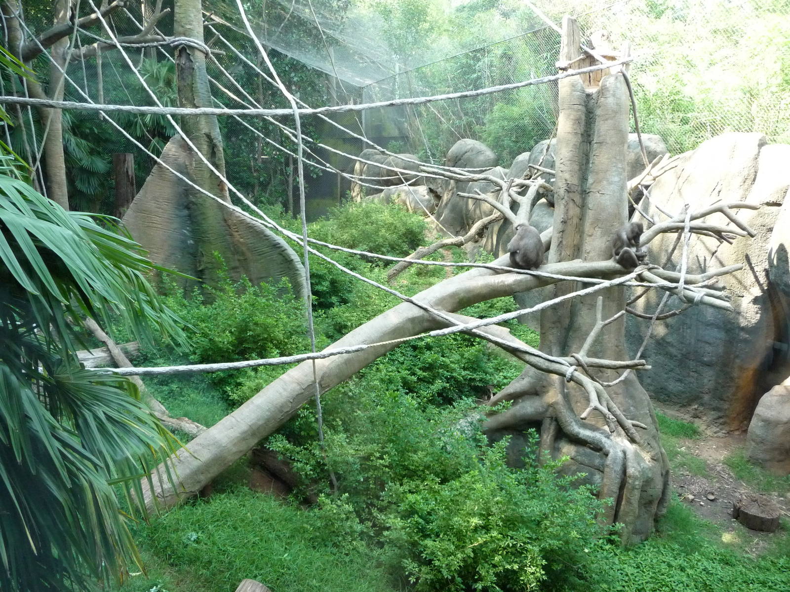 Zoo Atlanta - Monkey Exhibit