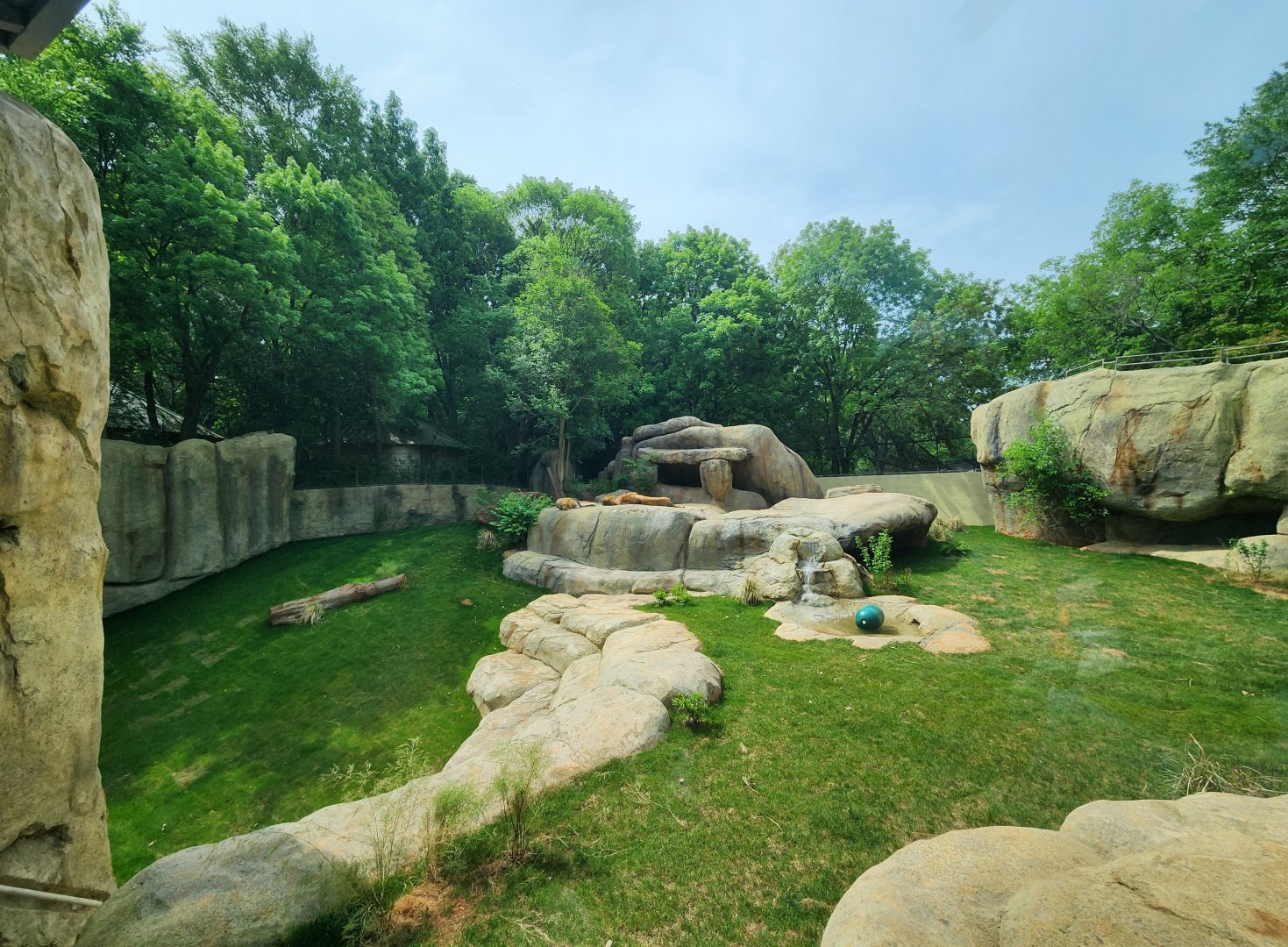 Zoo Atlanta - New Lion yard