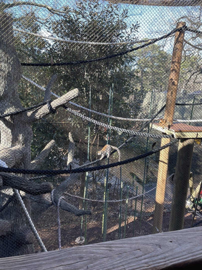 Zoo Atlanta- Ring-tailed, Red-ruffed, & Crowned Lemur Exhibit