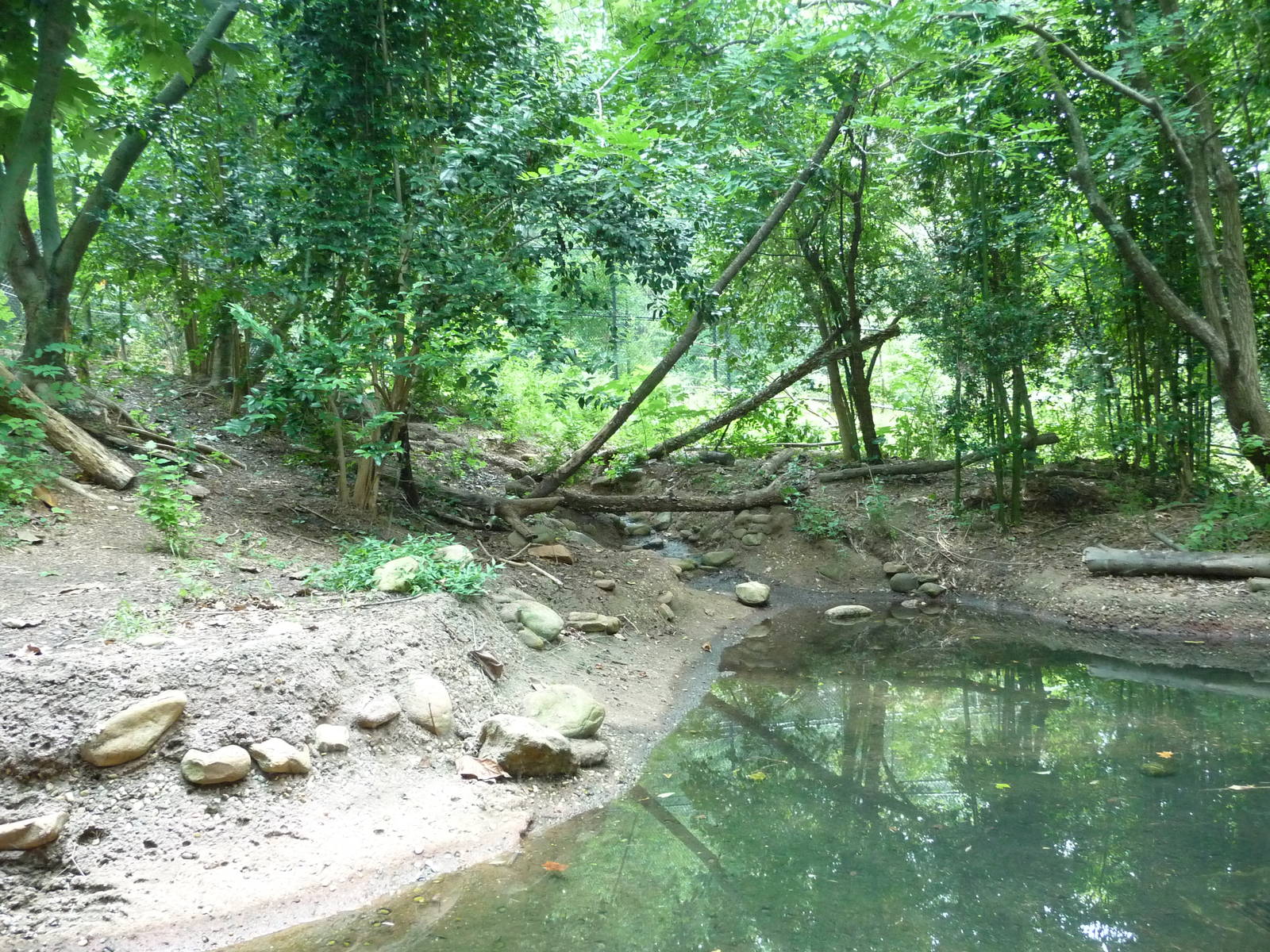 Zoo Atlanta - Sumatran Tiger Exhibit