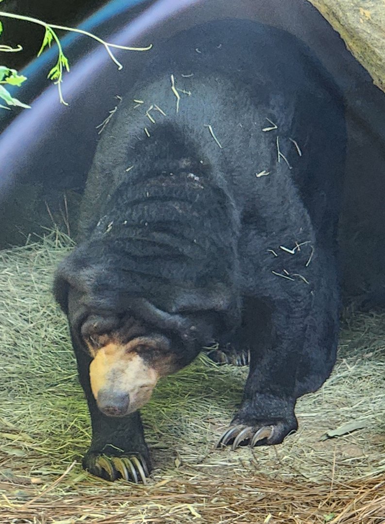 Zoo Atlanta - Sun Bear