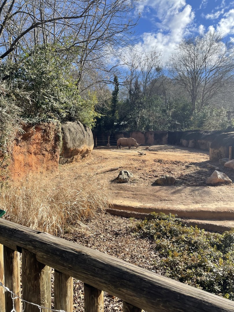 Zoo Atlanta- White Rhino Exhibit