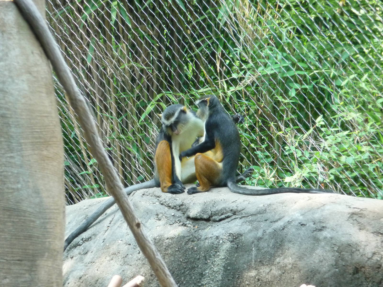 Zoo Atlanta - Wolf's Guenons