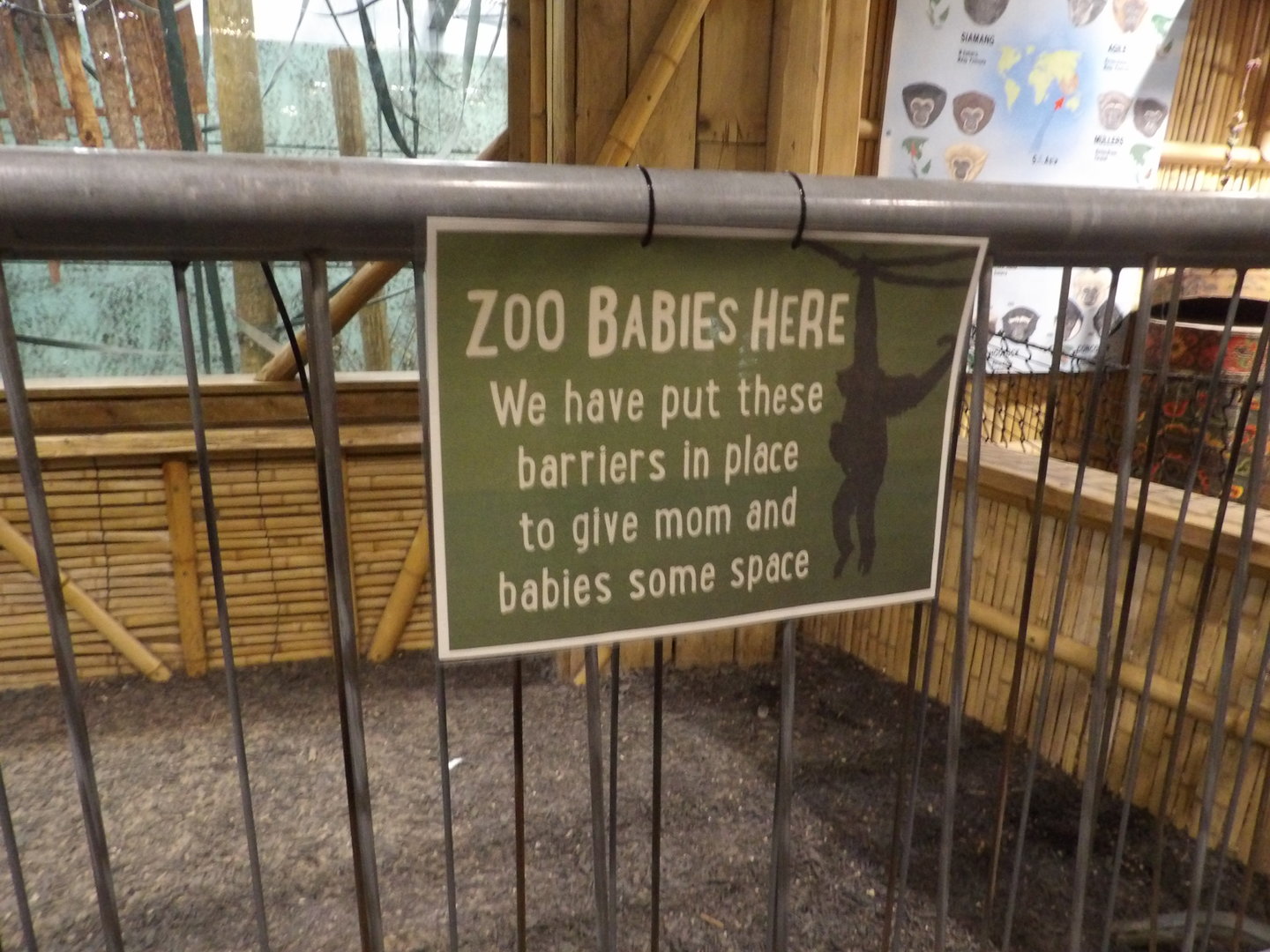 Zoo Baby Here Sign 29/08/23