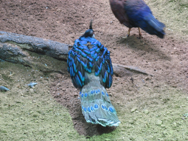 Zoo Barcelona 14.09.2009