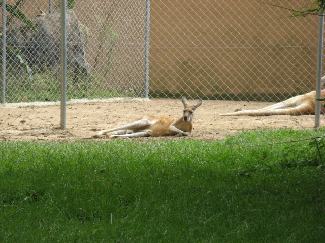Zoo Barcelona 14.09.2009