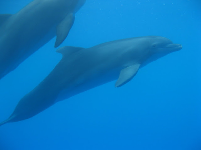 Zoo Barcelona 14.09.2009