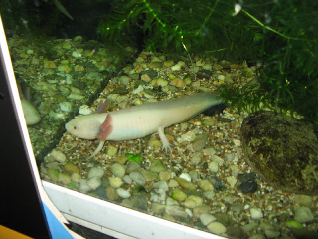 Zoo Barcelona 14.09.2009