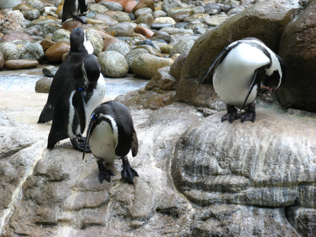 Zoo Barcelona 14.09.2009