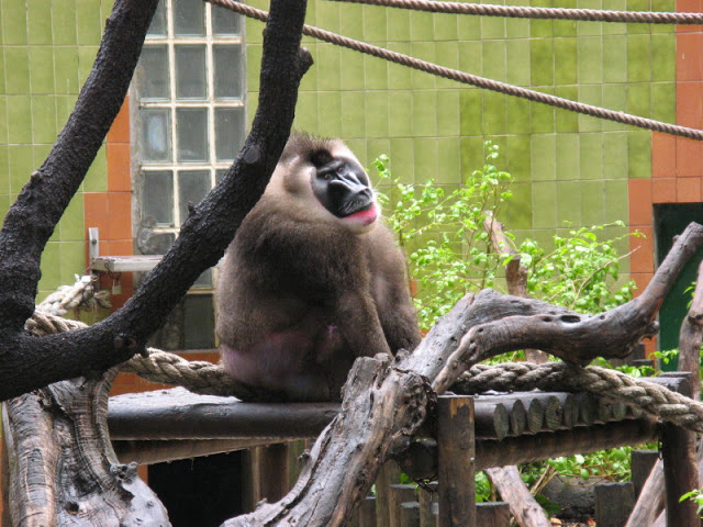 Zoo Barcelona 14.09.2009