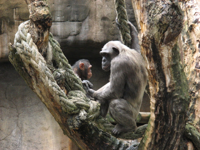 Zoo Barcelona 14.09.2009