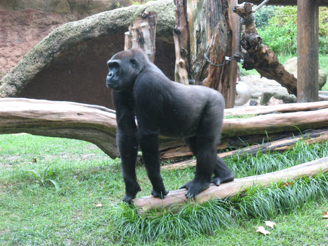 Zoo Barcelona 14.09.2009