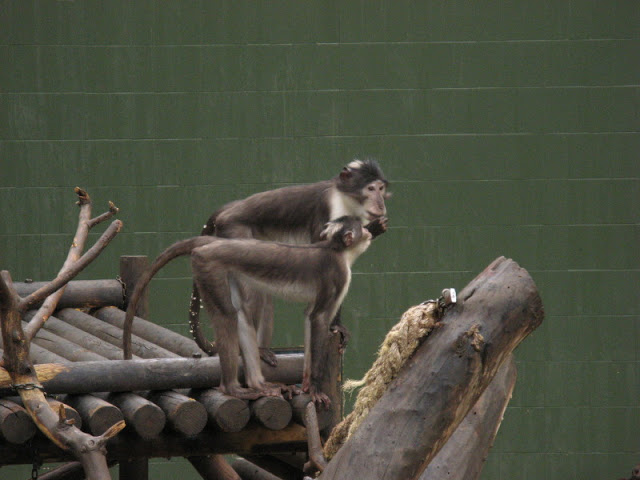 Zoo Barcelona 14.09.2009