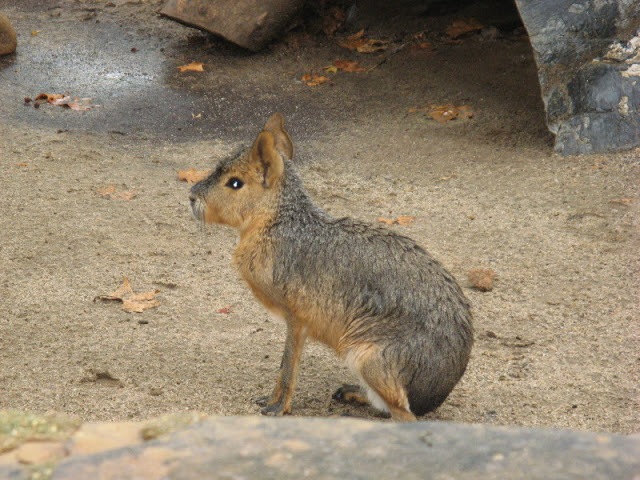 Zoo Barcelona 14.09.2009