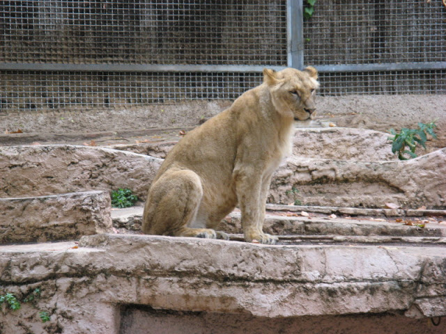 Zoo Barcelona 14.09.2009