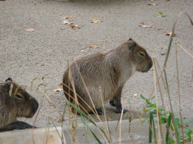 Zoo Barcelona 14.09.2009