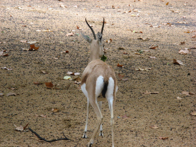 Zoo Barcelona 14.09.2009