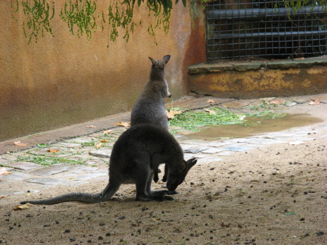 Zoo Barcelona 14.09.2009