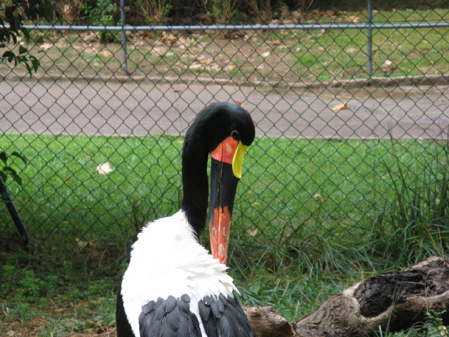 Zoo Barcelona 14.09.2009