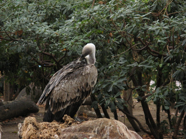 Zoo Barcelona 14.09.2009