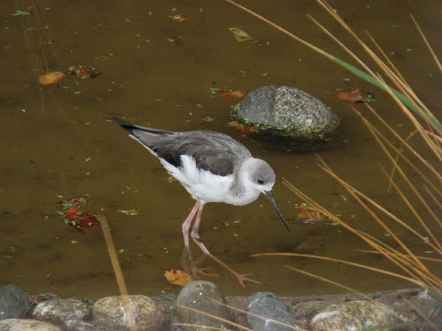 Zoo Barcelona 14.09.2009