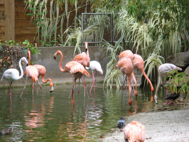 Zoo Barcelona 14.09.2009