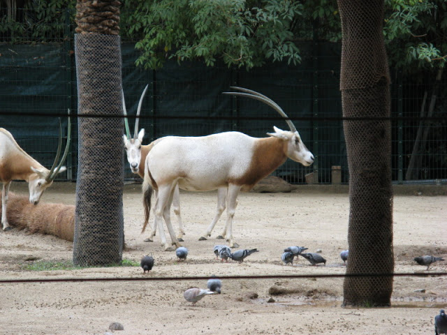 Zoo Barcelona 14.09.2009