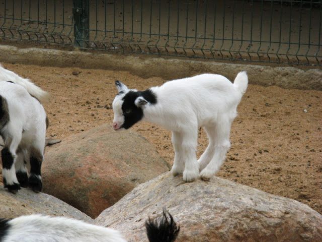 Zoo Barcelona 14.09.2009