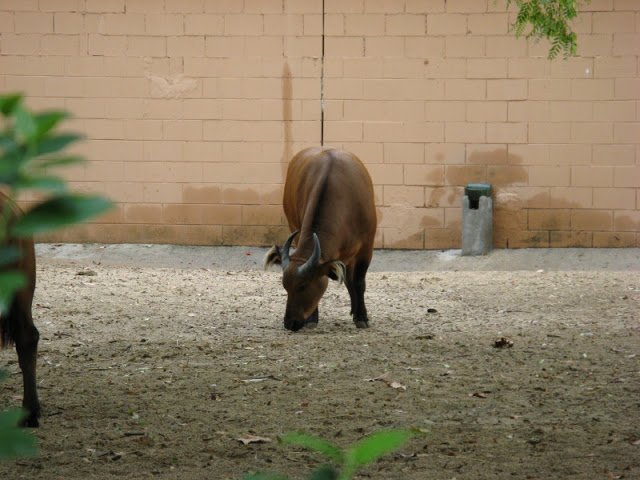 Zoo Barcelona 14.09.2009