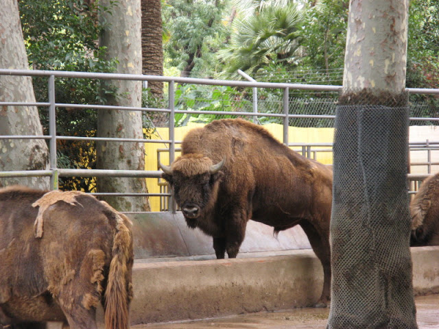 Zoo Barcelona 14.09.2009
