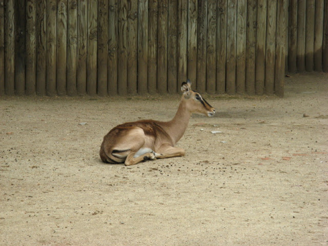 Zoo Barcelona 14.09.2009