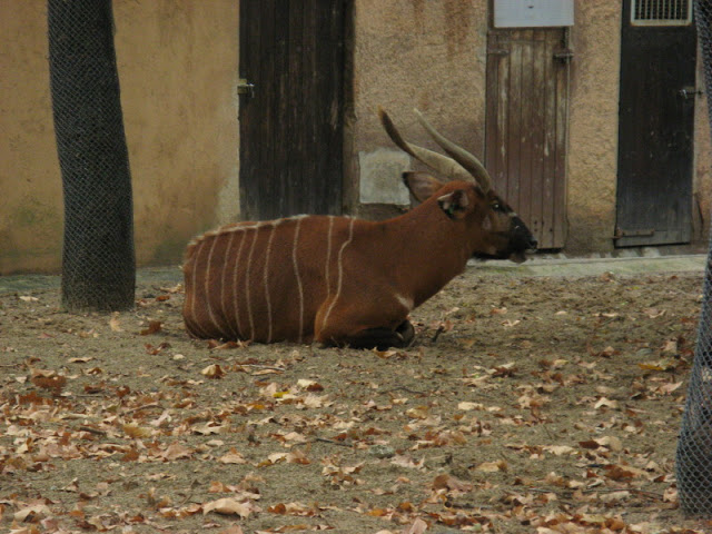 Zoo Barcelona 14.09.2009