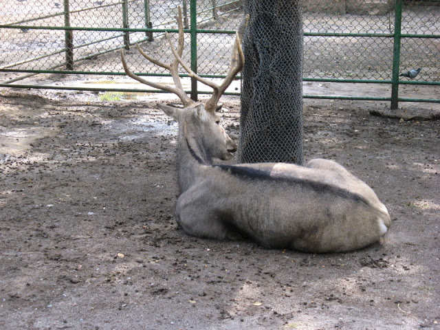 Zoo Barcelona 14.09.2009