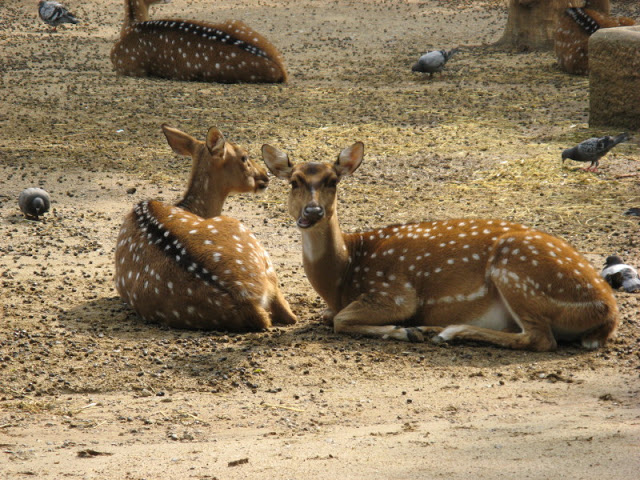 Zoo Barcelona 14.09.2009
