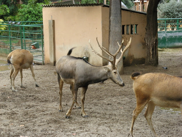 Zoo Barcelona 14.09.2009